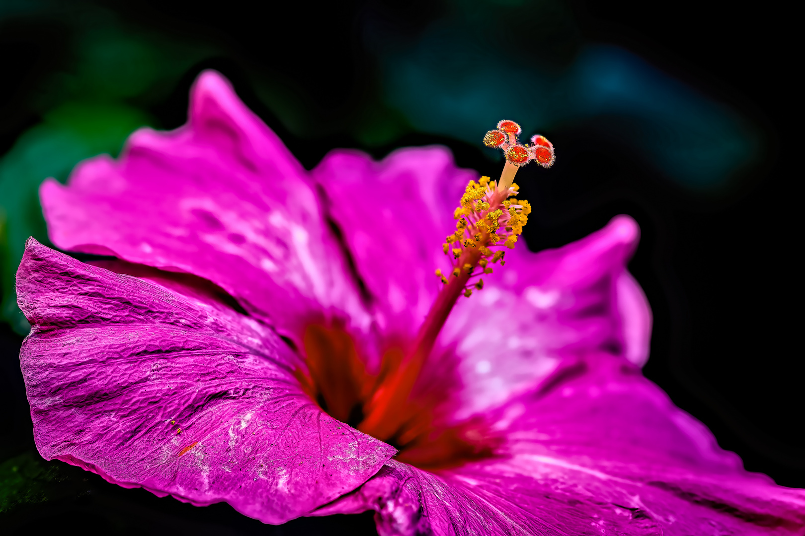 Vorwitziger Hibiskus