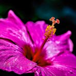 Vorwitziger Hibiskus