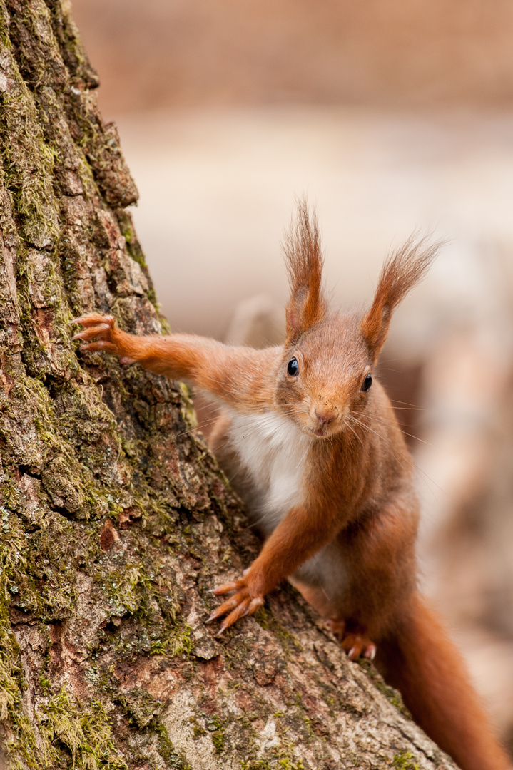 vorwitziges Eichhörnchen