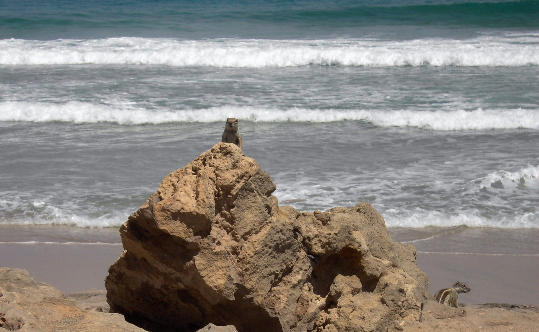 Vorwitziges Streifenhörnchen auf Fuerteventura