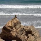 Vorwitziges Streifenhörnchen auf Fuerteventura