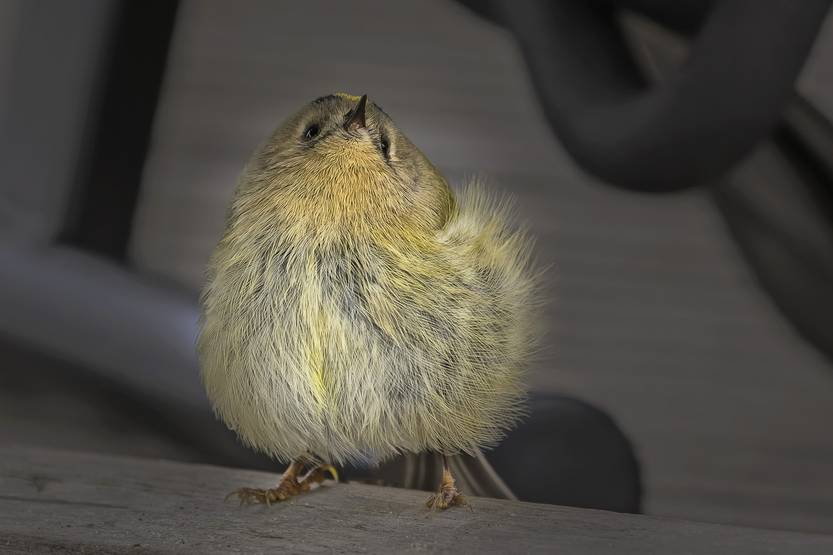 Vorwitziges Wintergoldhähnchen