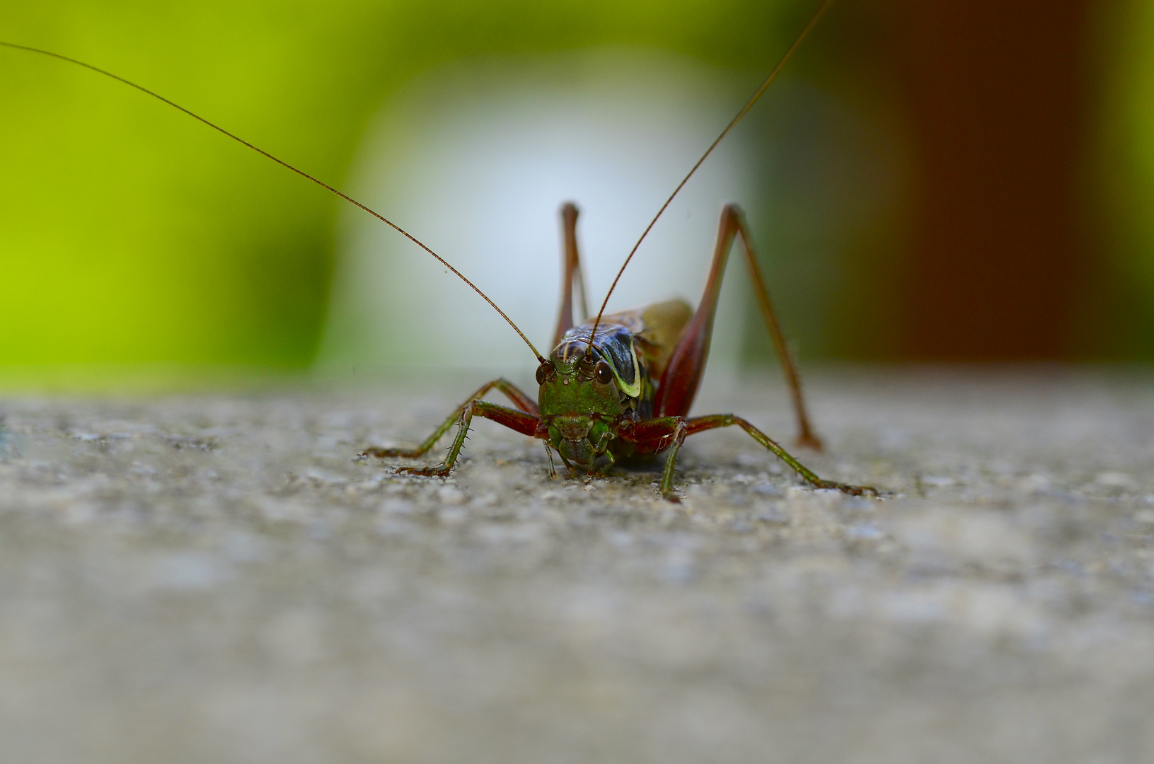 Vorwurfsvoller Blick einer Grille