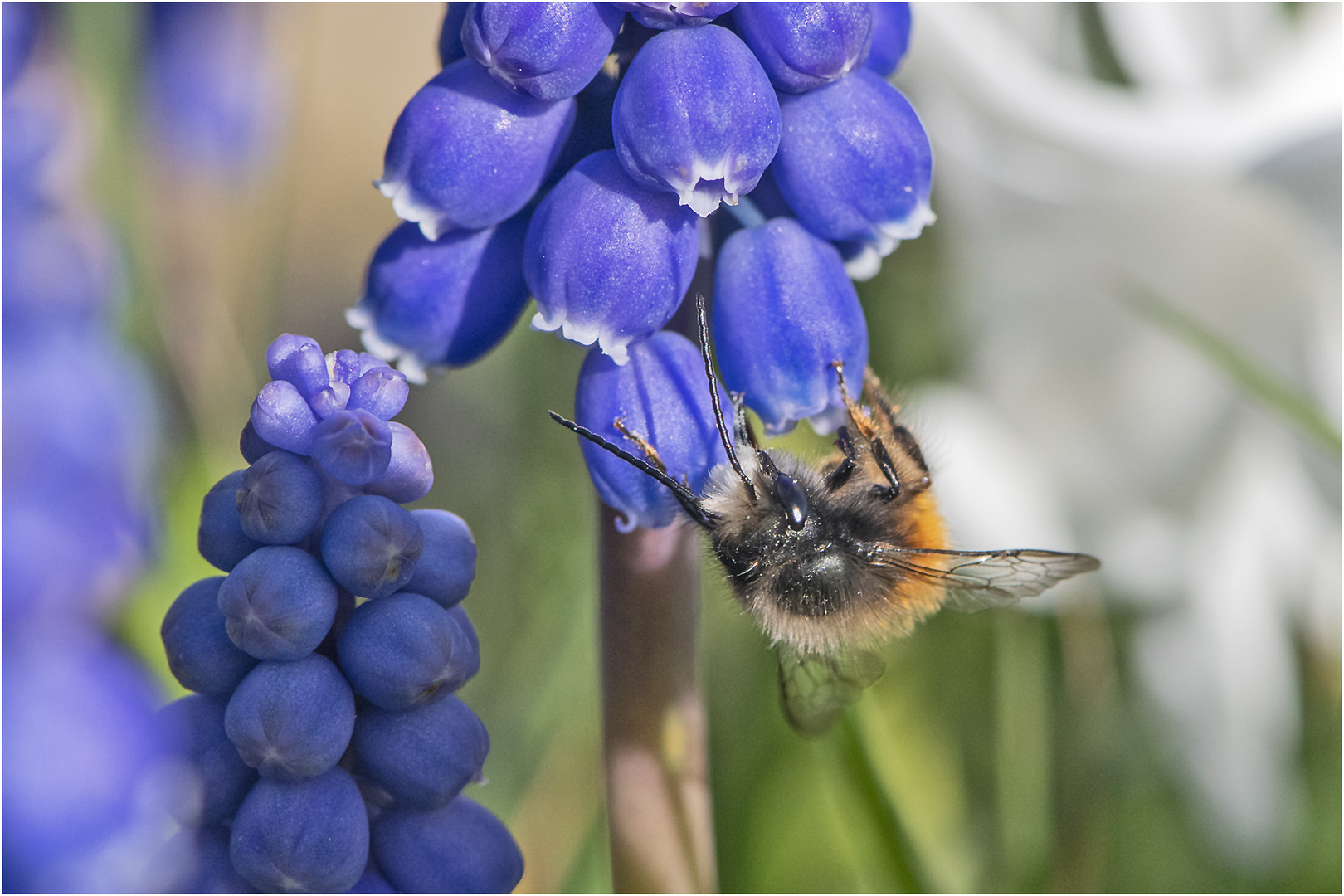 Vorzugsweise "tanken" die Gehörnten Mauerbienen . . .