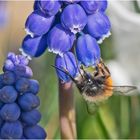 Vorzugsweise "tanken" die Gehörnten Mauerbienen . . .