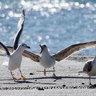 Vos gueules les mouettes!