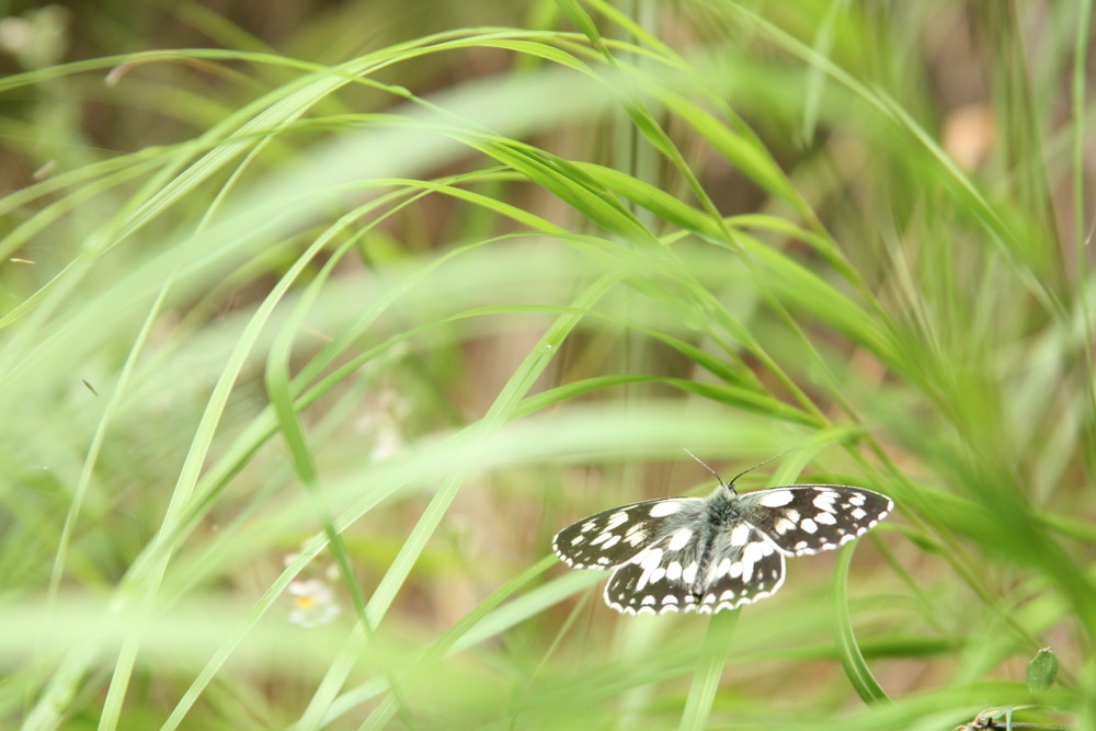 Voûte d'herbe