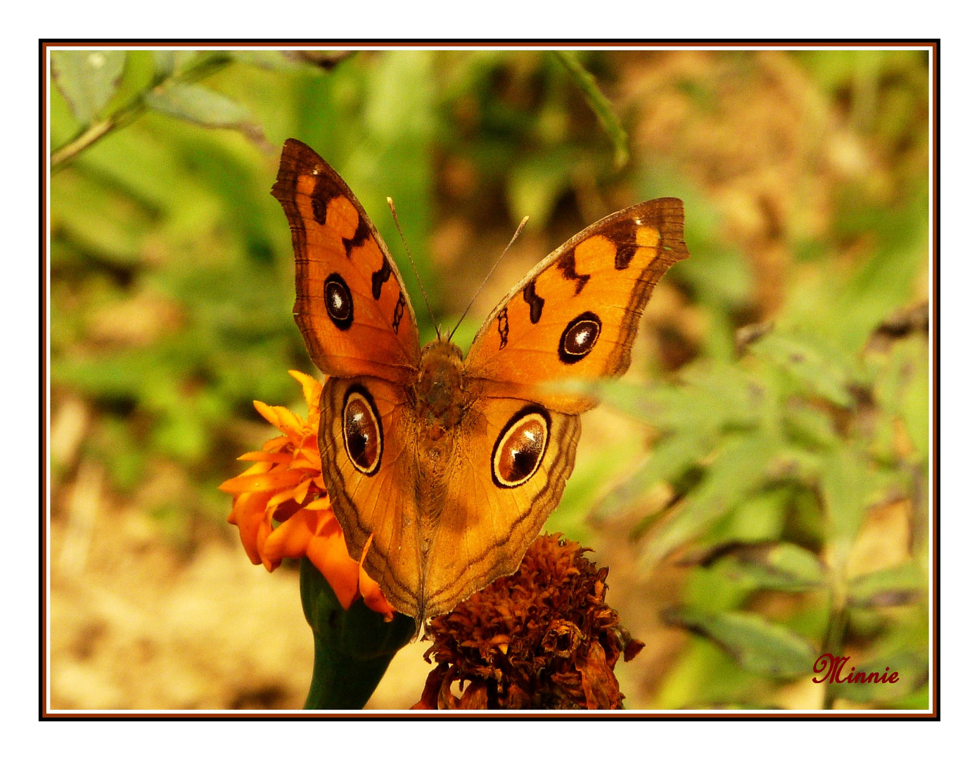 ".. Vous avez de beaux yeux !!!....."