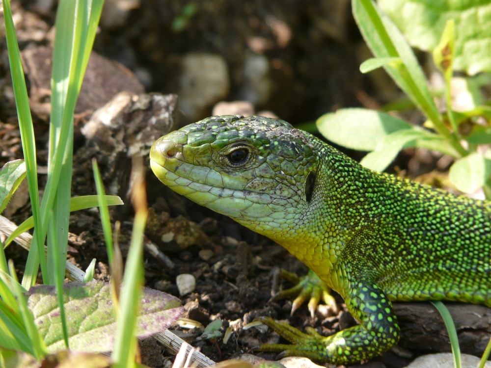 vous avez di vert