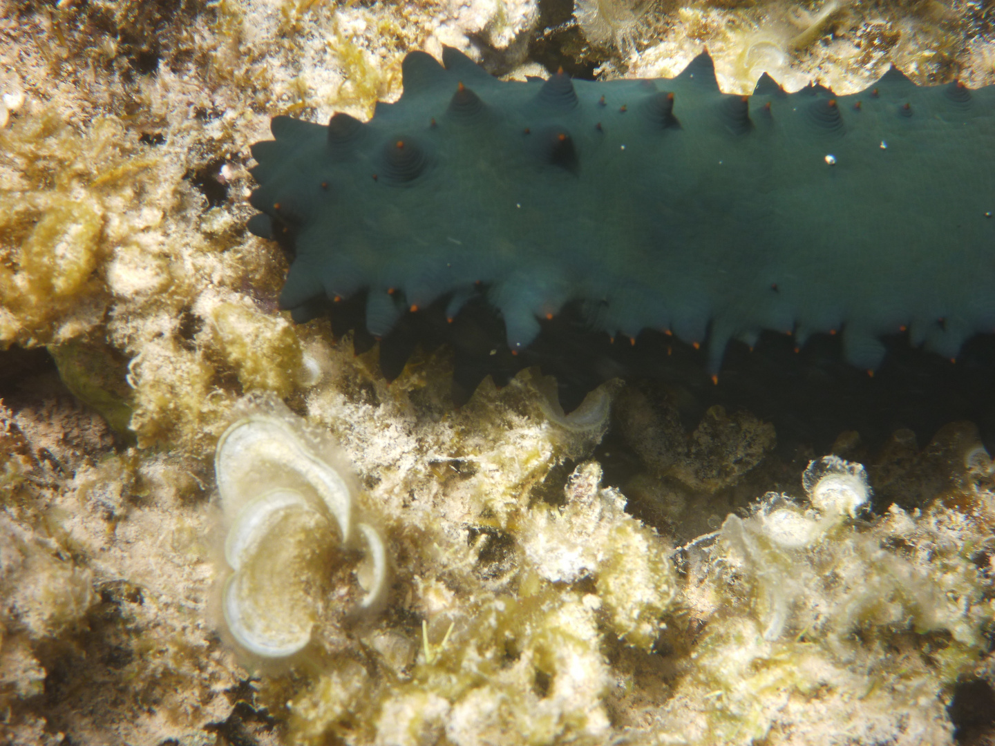 Vous avez dit bizarre ? (Holothurie, ou concombre de mer)