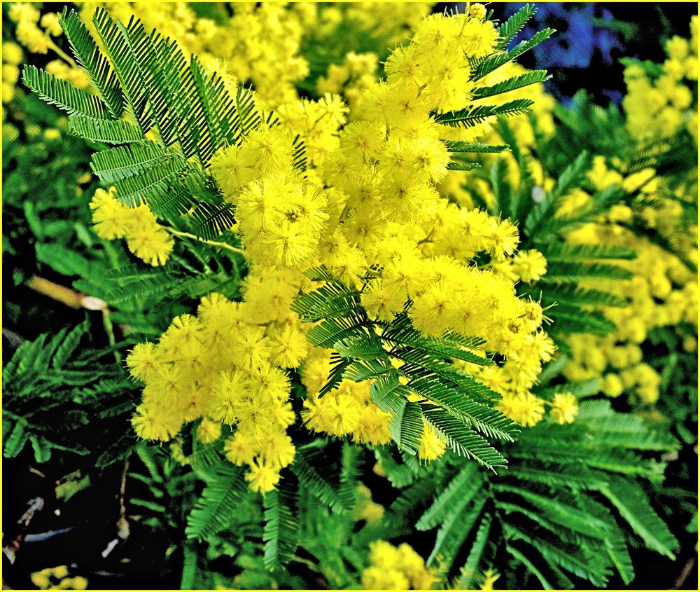 Vous avez dit mimosa ? photo et image | visions artistiques, macro ...