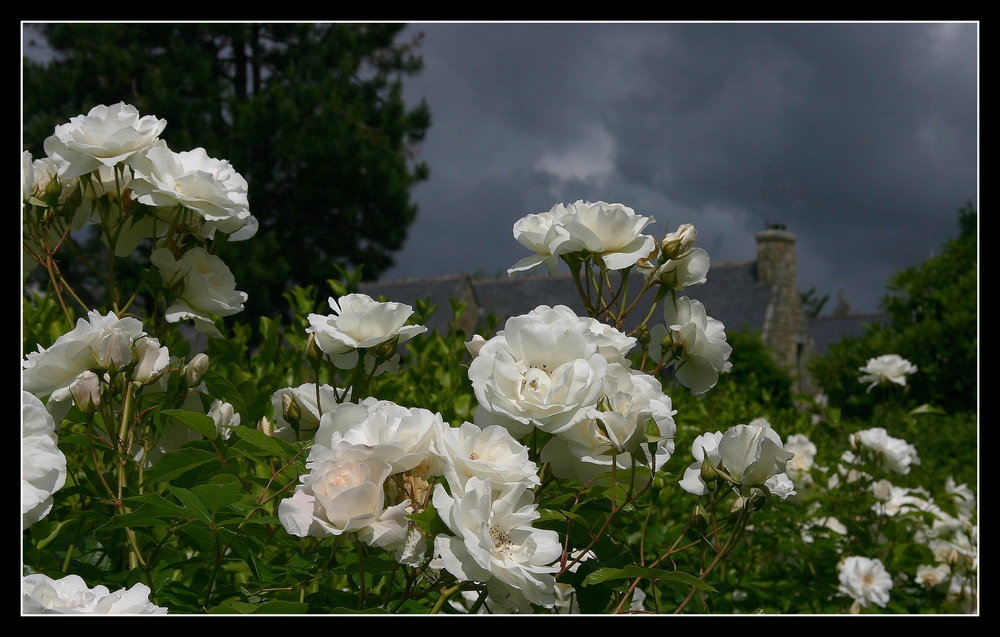 " Vous connaissez les artichauts bretons mais moi j'ai des roses bretonnes "