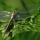 FLEURS ET INSECTES