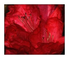" Voyage à l'intérieur d'une fleur de rhododendron "
