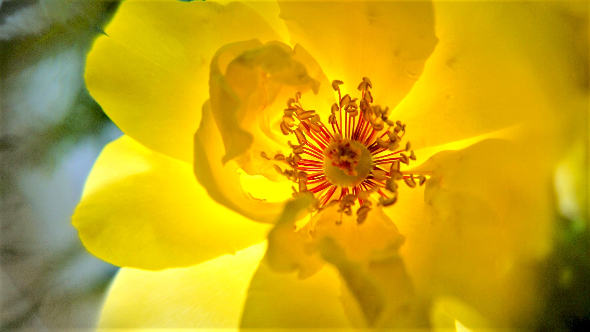 Voyage au centre de la rose jaune