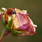 Voyage au coeur de la rose ...