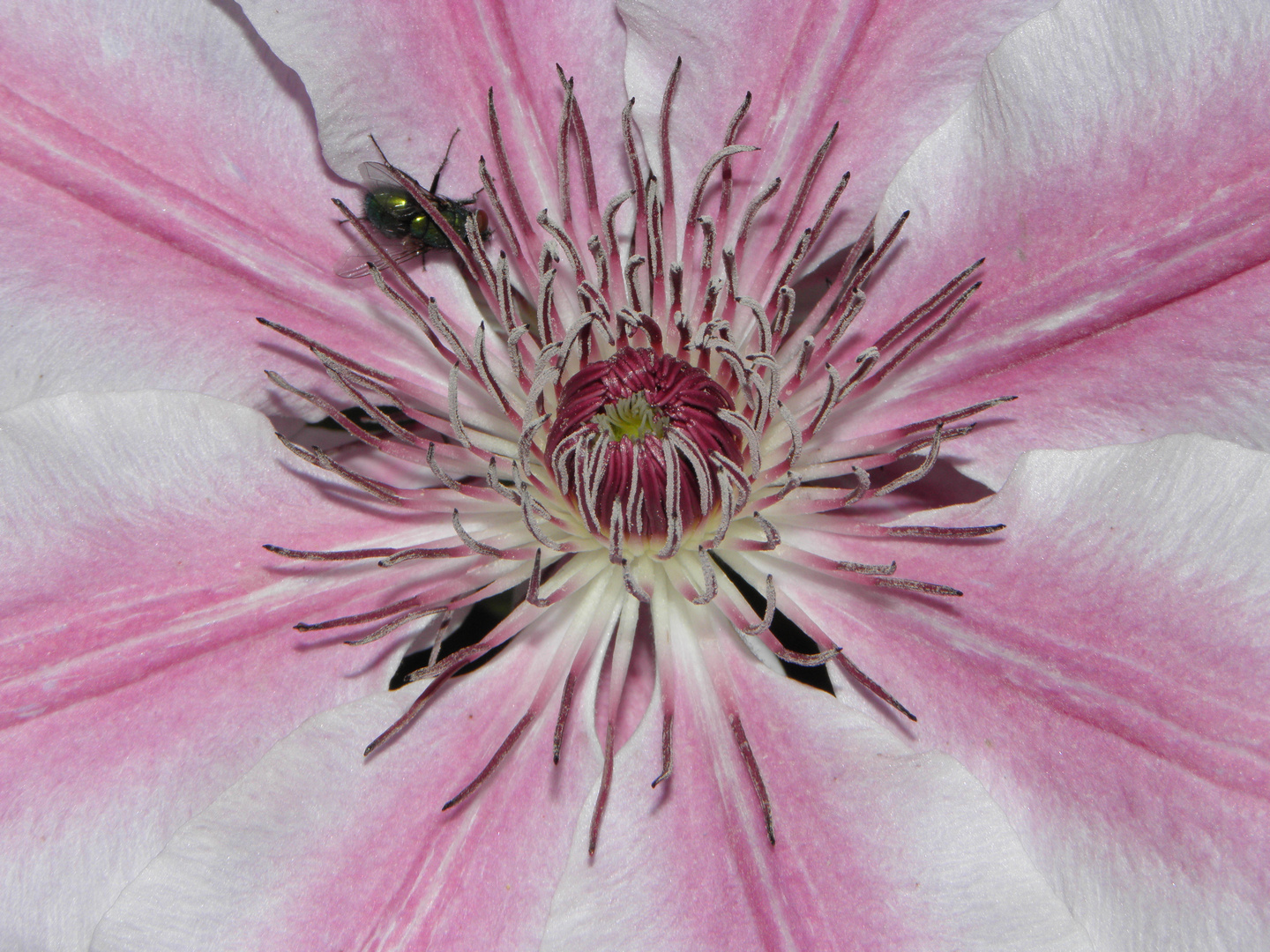 Voyage au cœur de la fleur