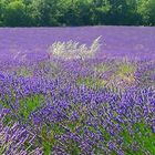 Voyage au pays de la lavande ....