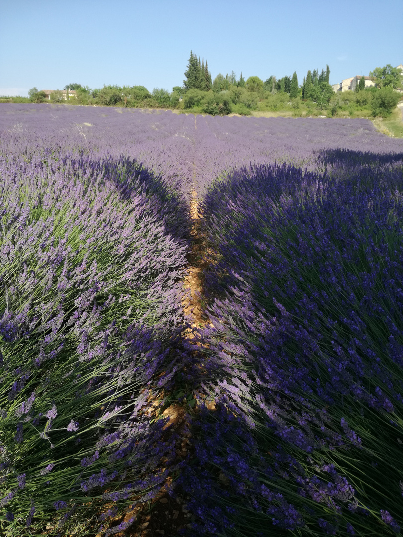 Voyage au pays de la lavande ....