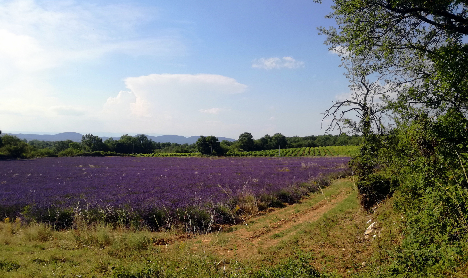 Voyage au pays de la lavande ....