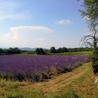 Voyage au pays de la lavande ....