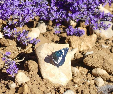 Voyage au pays de la lavande ....