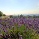 Voyage au pays de la lavande ....