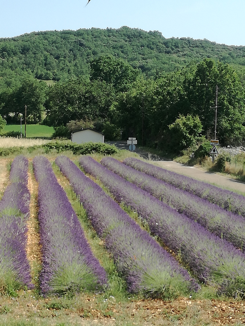 Voyage au pays de la lavande ....