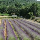 Voyage au pays de la lavande ....