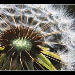 " Voyage dans une fleur de pissenlit "