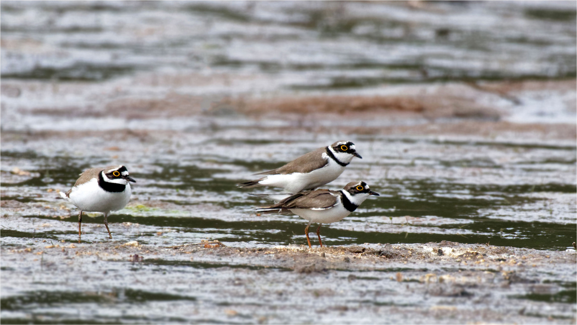 Voyeur?  Drei sind einer zuviel... Paarung Flussregenpfeifer (Charadrius dubius)