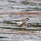 Voyeur?  Drei sind einer zuviel... Paarung Flussregenpfeifer (Charadrius dubius)