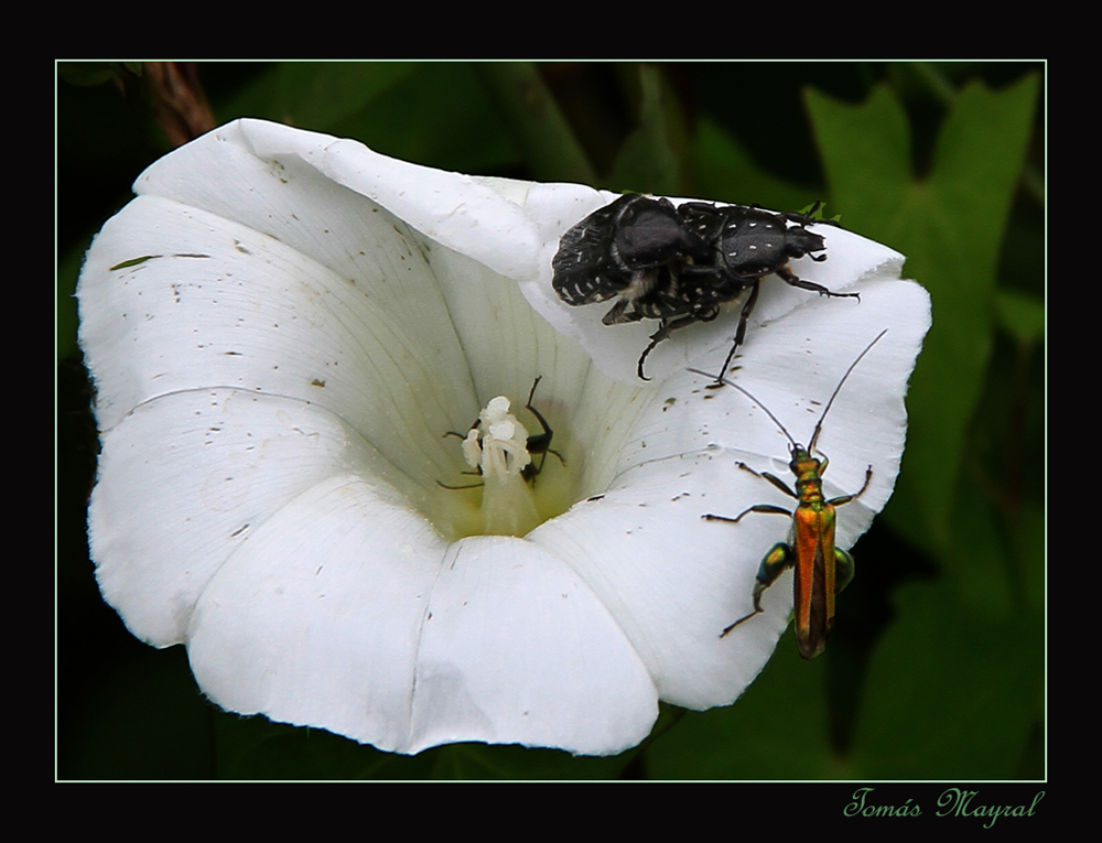 Voyeurismo Insectívoro