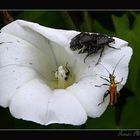 Voyeurismo Insectívoro