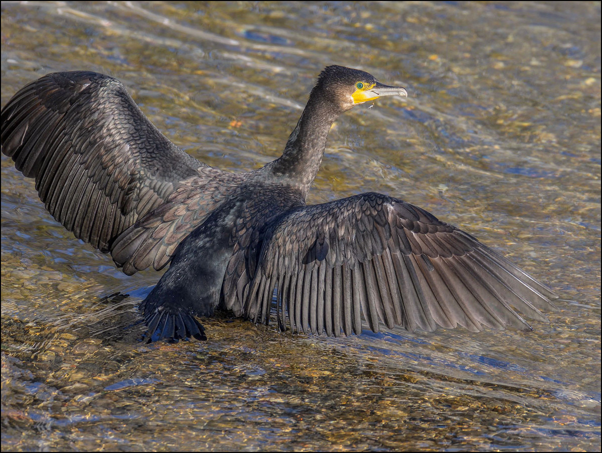 Voyez mon beau plumage!!