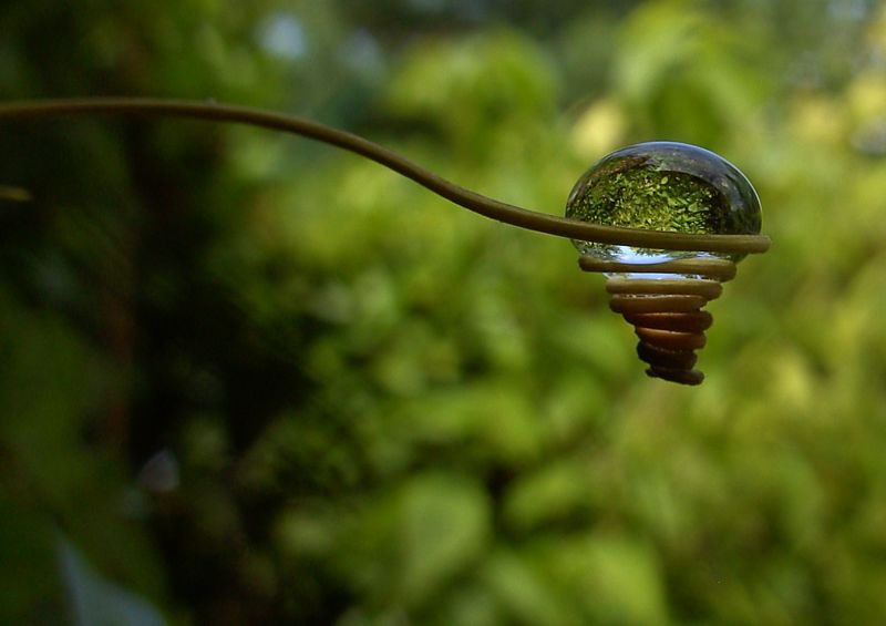 Vrille de passiflore et goutte d'eau