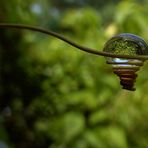 Vrille de passiflore et goutte d'eau