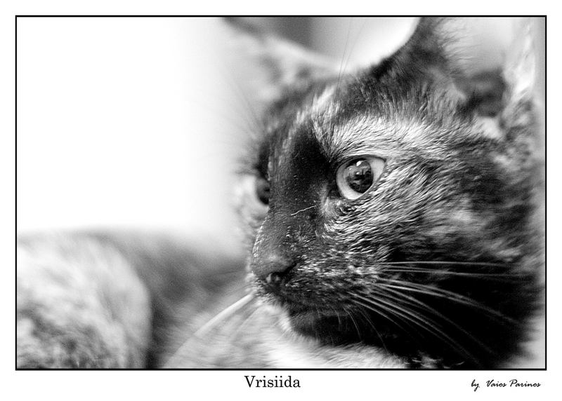 Vrisiida