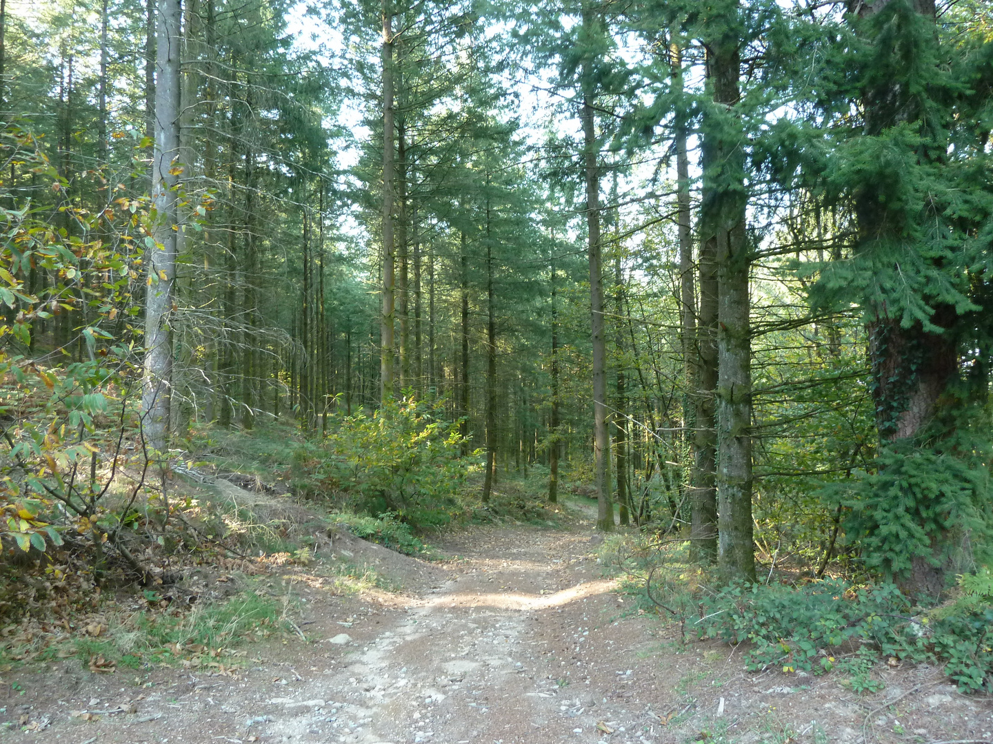 VTT Bois des Echelles