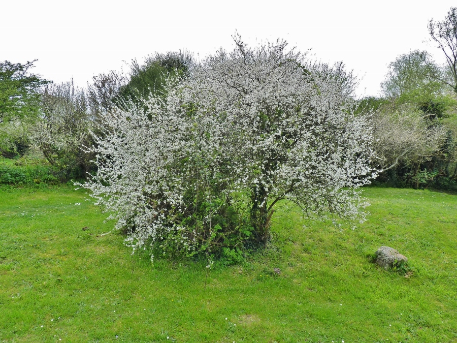 Vu en me promenant sur un chemin près des marais de Larmor-Plage. Mariellat