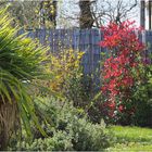 Vue de confinement…détail du jardin