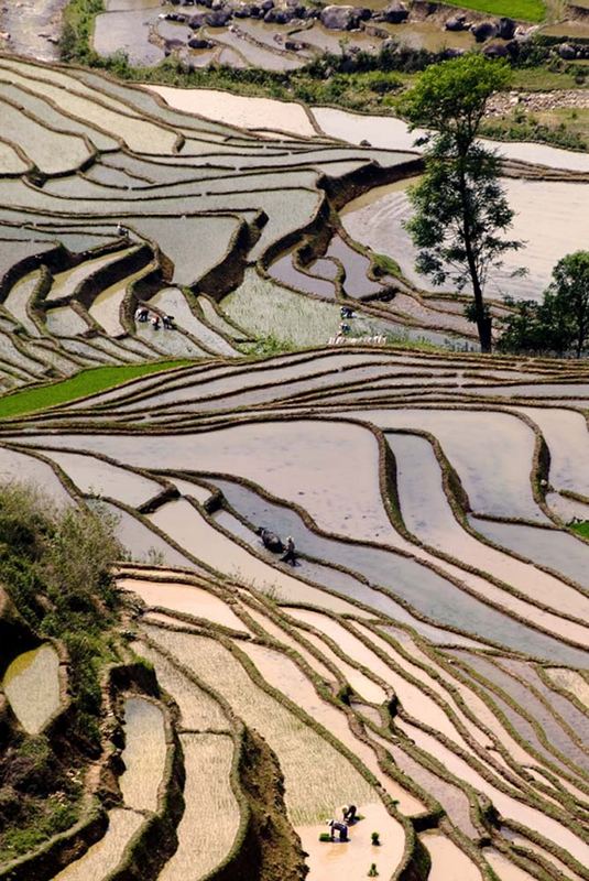 vue des rizières près de Yuang Yuang