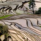 vue des rizières près de Yuang Yuang