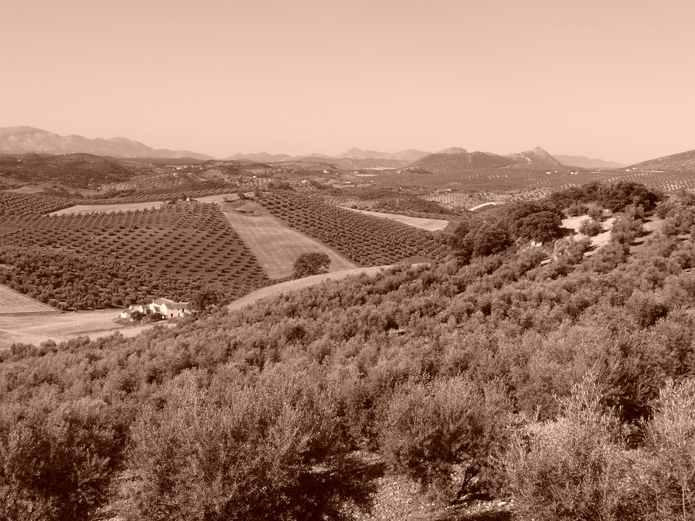 Vue d'oliviers à Fuente del Conde - Andalousie Juin 2008