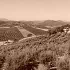 Vue d'oliviers à Fuente del Conde - Andalousie Juin 2008