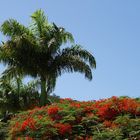 Vue du balcon de la chambre: cocotiers, flamboyants et le Mont Ouen Toro en arrière-plan.