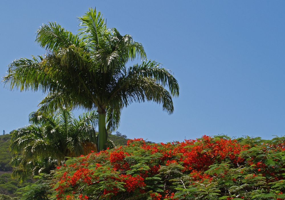 Vue du Mont Ouen Toro à partir de l’Hôtel Ramada Plaza  à Nouméa 