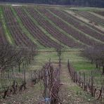 VUE DU VIGNOBLE EN HIVER