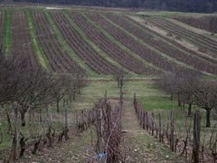 VUE DU VIGNOBLE EN HIVER