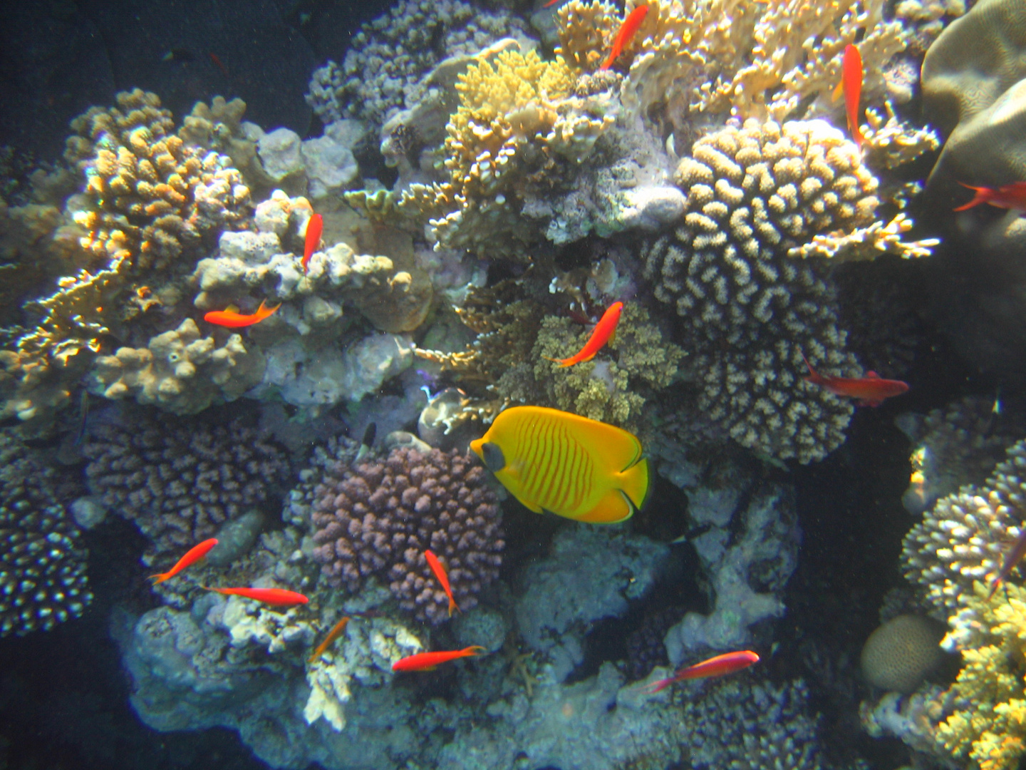 Vue "générale" de l'immense aquarium naturel qu'est la Mer Rouge